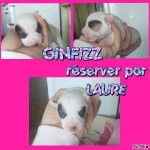 Gaïa - Jack Russell (1 mois)