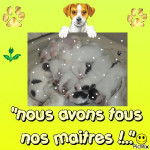 la petit famille - Jack Russell (1 mois)