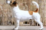 Profil d'un Jack Russell ayant la queue bien dressée 
