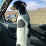 Un Jack Russell regardant par la vitre d'une voiture