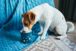 Un Jack Russell s'hydratant dans une tasse