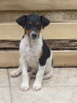 Eliot - Jack Russell Mâle (1 an)