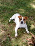 hooligan - Jack Russell Mâle (2 ans)