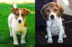a droite lila et a gauche nougat - Jack Russell (9 mois)