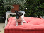 Dalton - Jack Russell Mâle (1 mois)