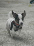 Gaufrette - Jack Russell (2 mois)