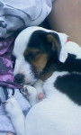Gaufrette - Jack Russell (2 mois)