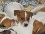 Groom a 2mois - Jack Russell Mâle (2 mois)
