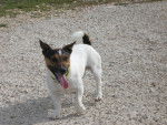 Dalton - Jack Russell Mâle (3 ans)