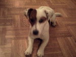 dieze - Jack Russell (1 an)