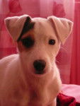 Déna - Jack Russell (6 mois)