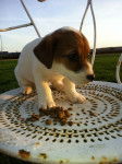 Abi - Jack Russell (4 mois)