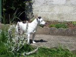Cassy 2 (dommage on voit pas son autre oeil!) - Jack Russell (5 ans)