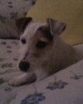 Assia - Jack Russell (5 ans)