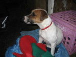 Peanut - Jack Russell (1 an)
