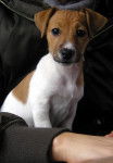 kALYAH - Jack Russell (2 ans)
