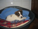 Louna - Jack Russell (4 mois)