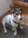 Filou - Jack Russell Mâle (10 ans)