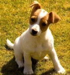 Elfi - Jack Russell (6 mois)