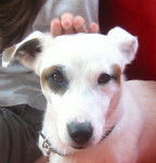 Fluo - Jack Russell Mâle (3 ans)