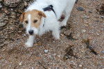 Twix - Jack Russell (8 ans)