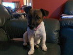 Blossom - Jack Russell (1 an)