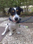 Scamp - Jack Russell Mâle (1 an)