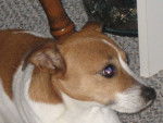 Nina - Jack Russell (5 ans)
