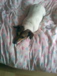my dog - Jack Russell