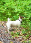 snoopy - Jack Russell Mâle (3 ans)