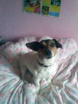 Elsack - Jack Russell (11 ans)