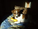 Galina - Jack Russell (6 mois)