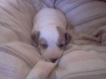 Fenka - Jack Russell (1 an)