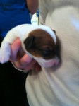 Kali - Jack Russell Mâle (1 mois)