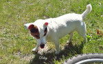 Diksy - Jack Russell Mâle (4 ans)