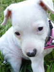 Litchie - Jack Russell (3 mois)