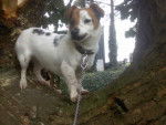 mya - Jack Russell (4 ans)