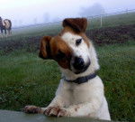 mya - Jack Russell (4 ans)