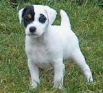 wilia - Jack Russell (3 mois)
