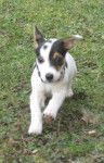 Fendji - Jack Russell