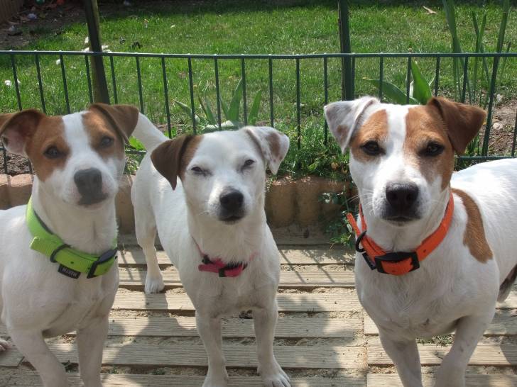 bikiouceriseenko - Jack Russell
