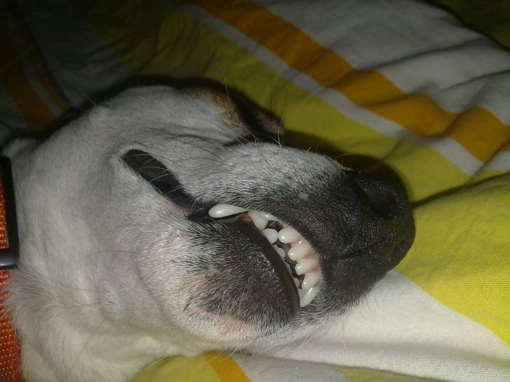 bikiou - Jack Russell Mâle (5 ans)
