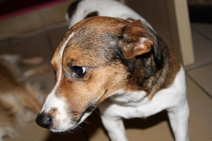 Kanel - Jack Russell (5 ans)