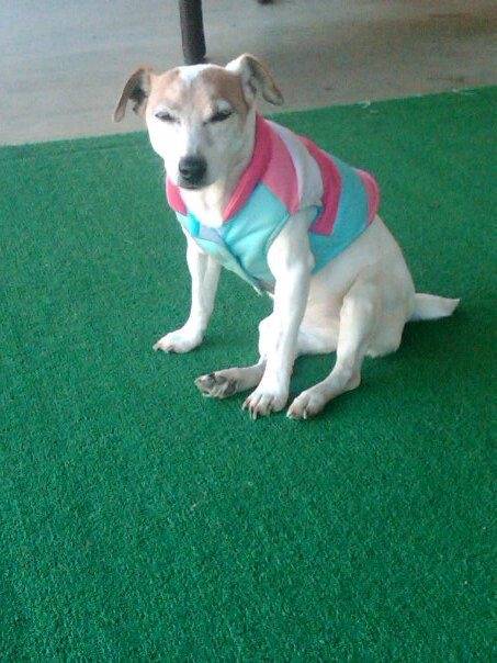 Millie - Jack Russell (16 ans)