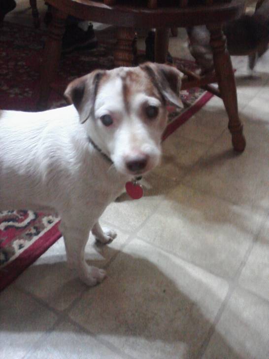 Willow - Jack Russell