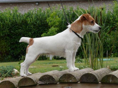 Apple - Jack Russell (1 an)