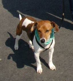 Lola - Jack Russell (3 ans)