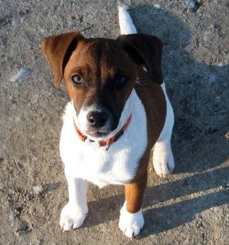 ficelle - Jack Russell (2 ans)
