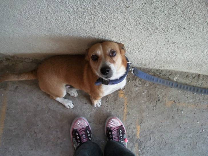Chocolate - Jack Russell Mâle (6 ans)