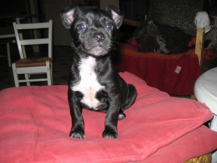 Dunne - Jack Russell (1 an)